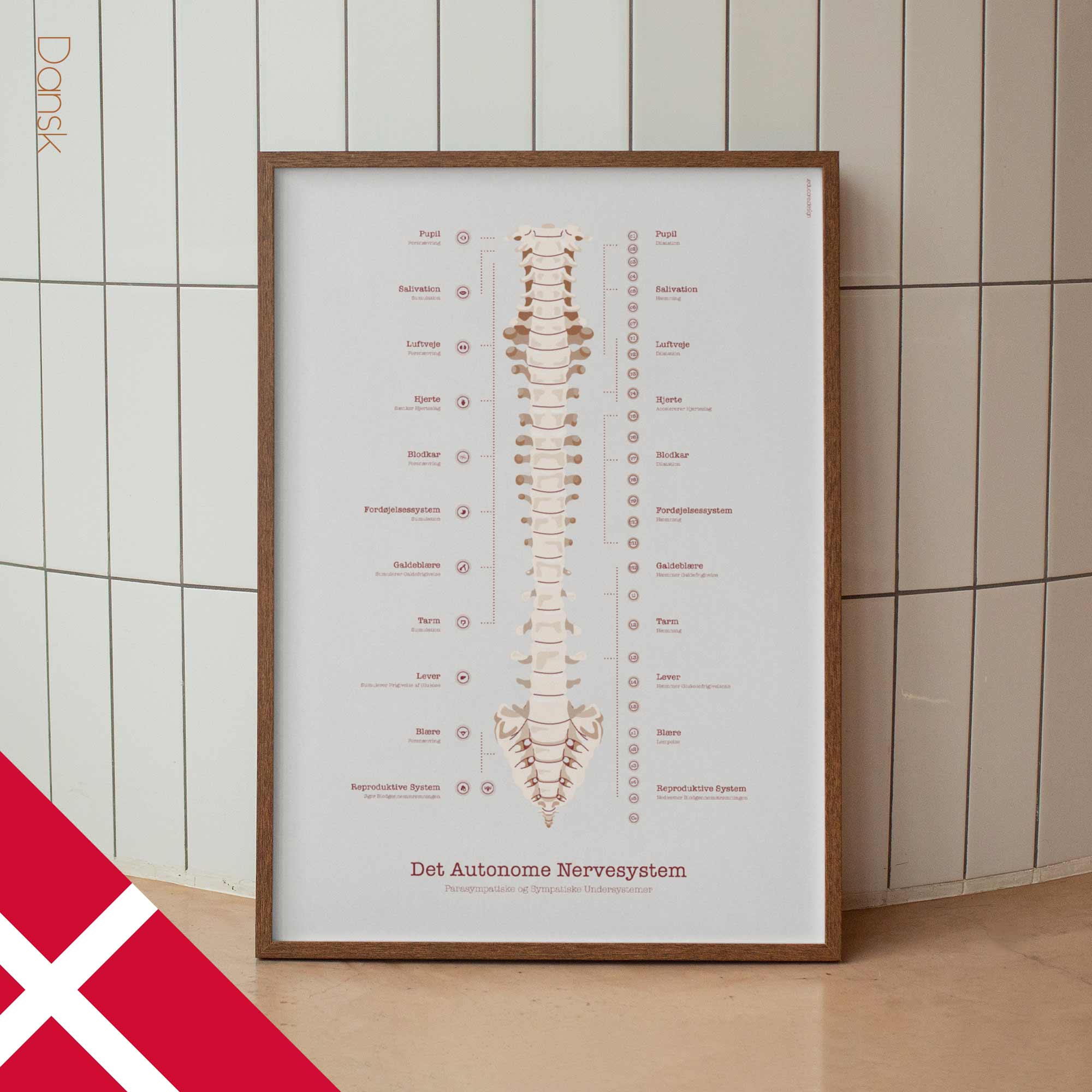 The Autonomic Nervous System