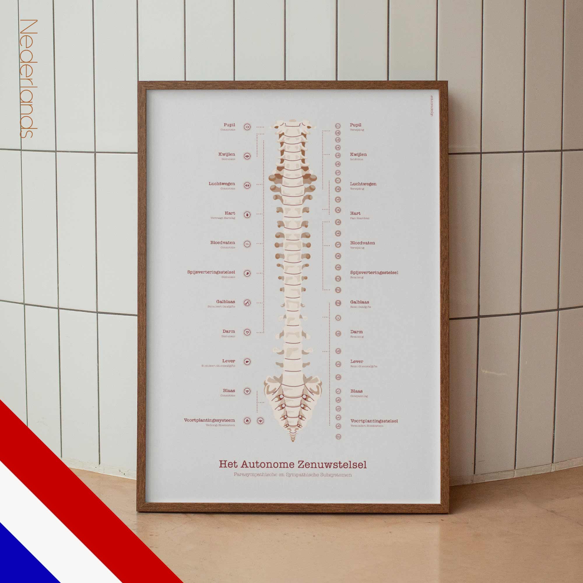 Het Autonome Zenuwstelsel