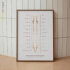 Das Autonome Nervensystem