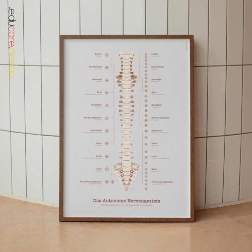 Kopfschmerztypen Anatomie-Chart für Praxen und Kliniken Kopfschmerztypen Anatomie-Chart für Praxen und Kliniken