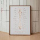 Il Sistema Nervoso Autonomo