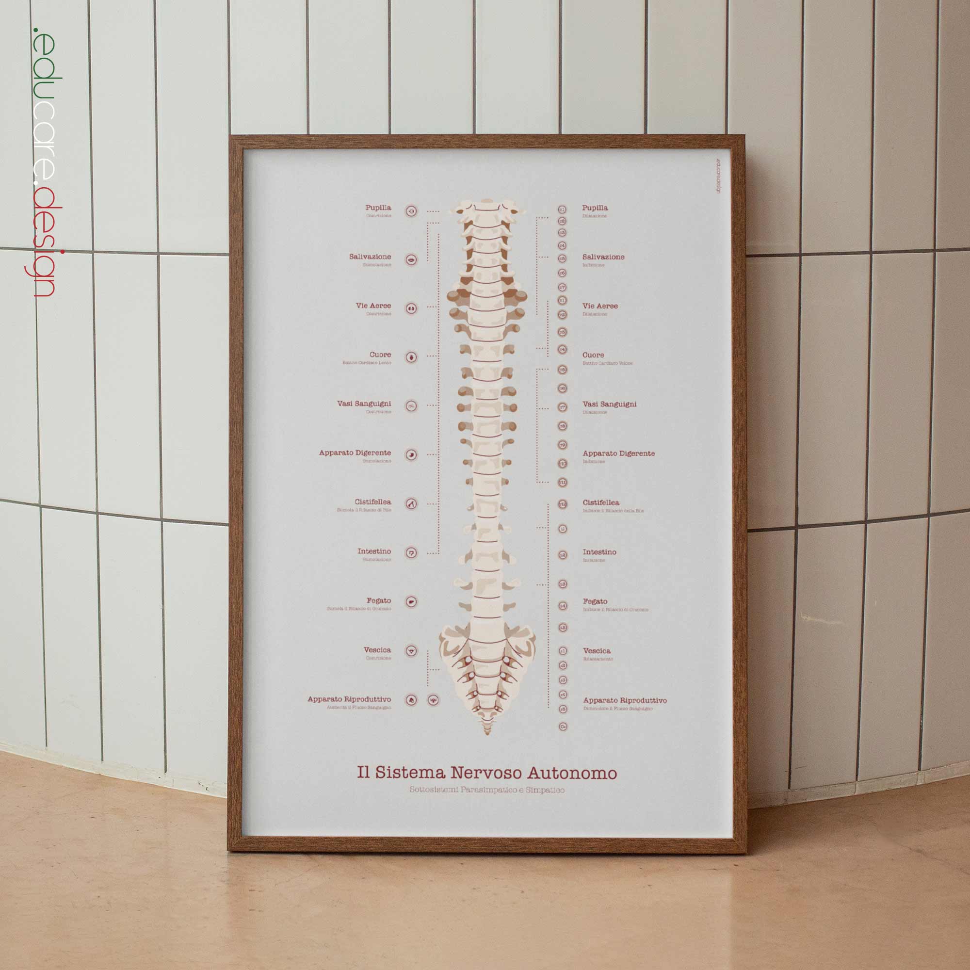 Il Sistema Nervoso Autonomo