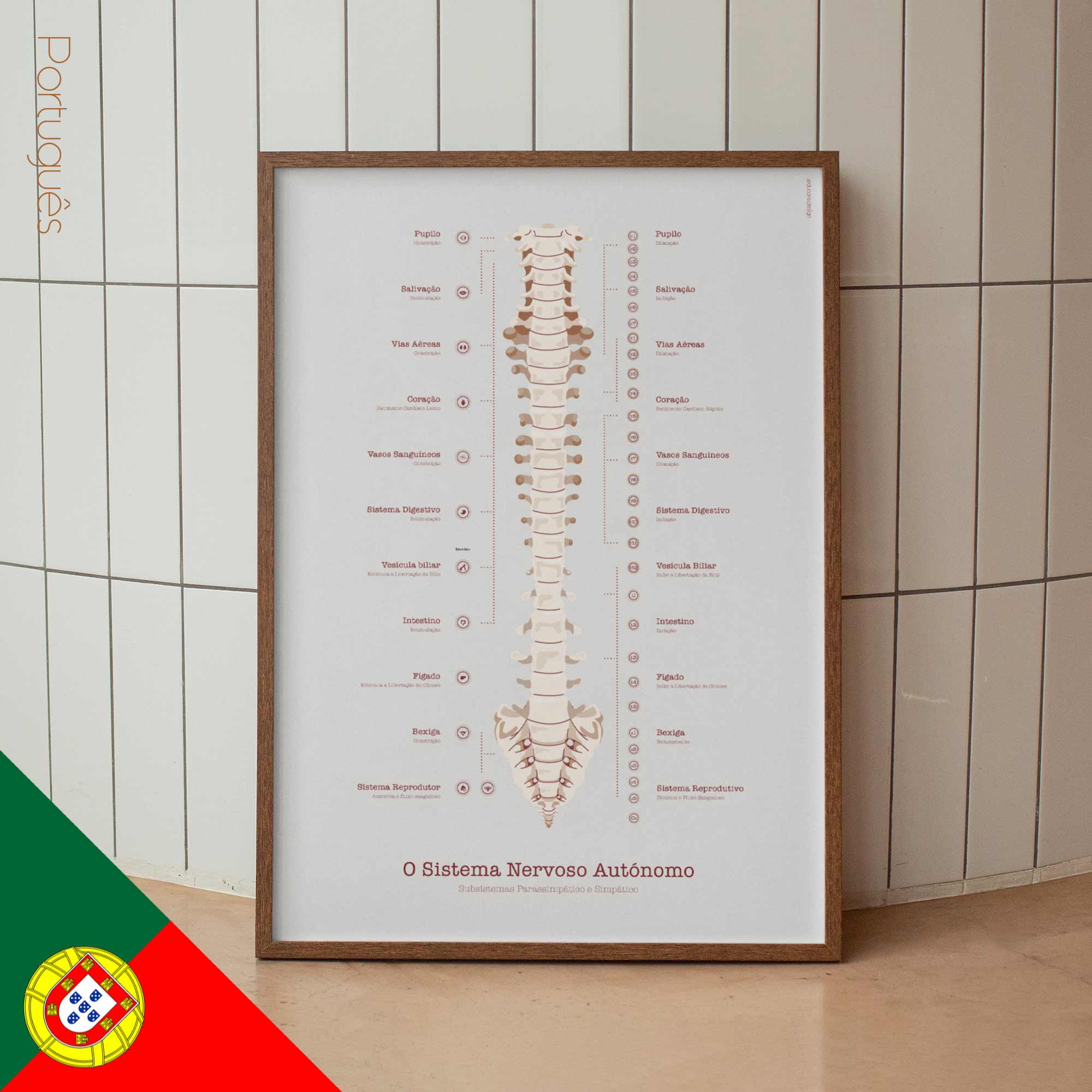 The Autonomic Nervous System