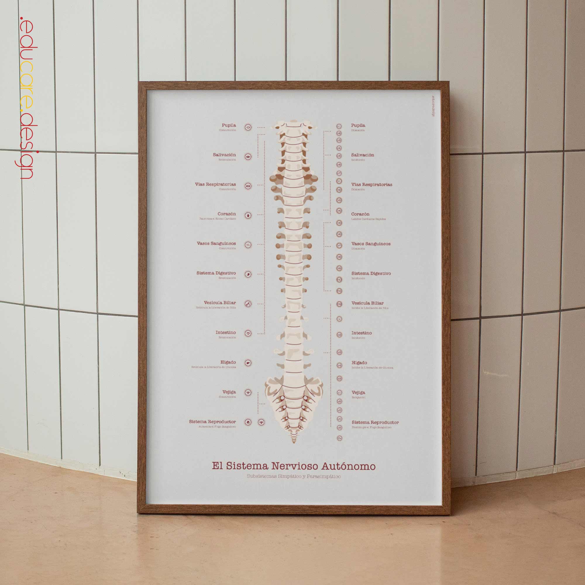 El Sistema Nervioso Autónomo