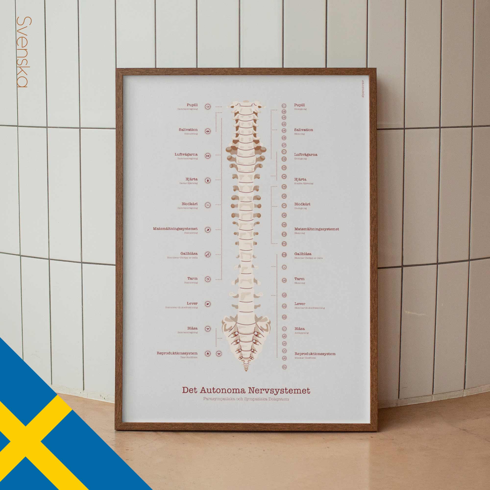 The Autonomic Nervous System