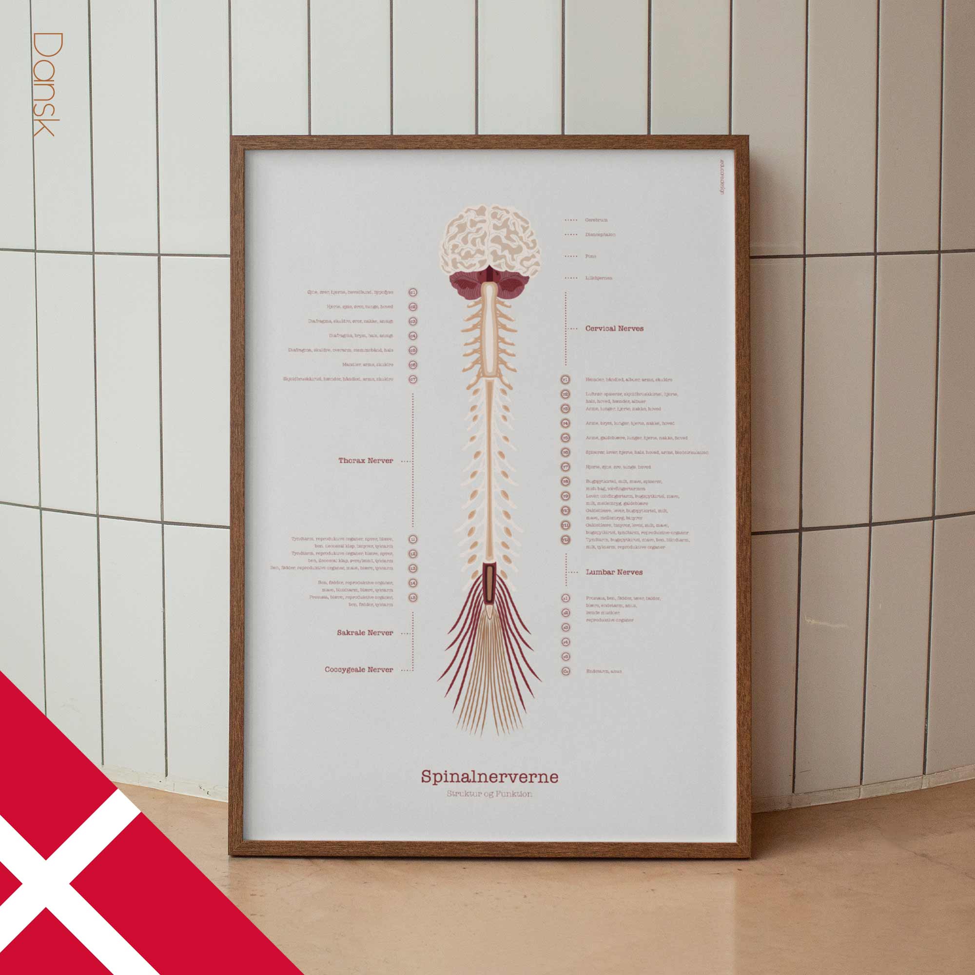 The Spinal Nerves Chart