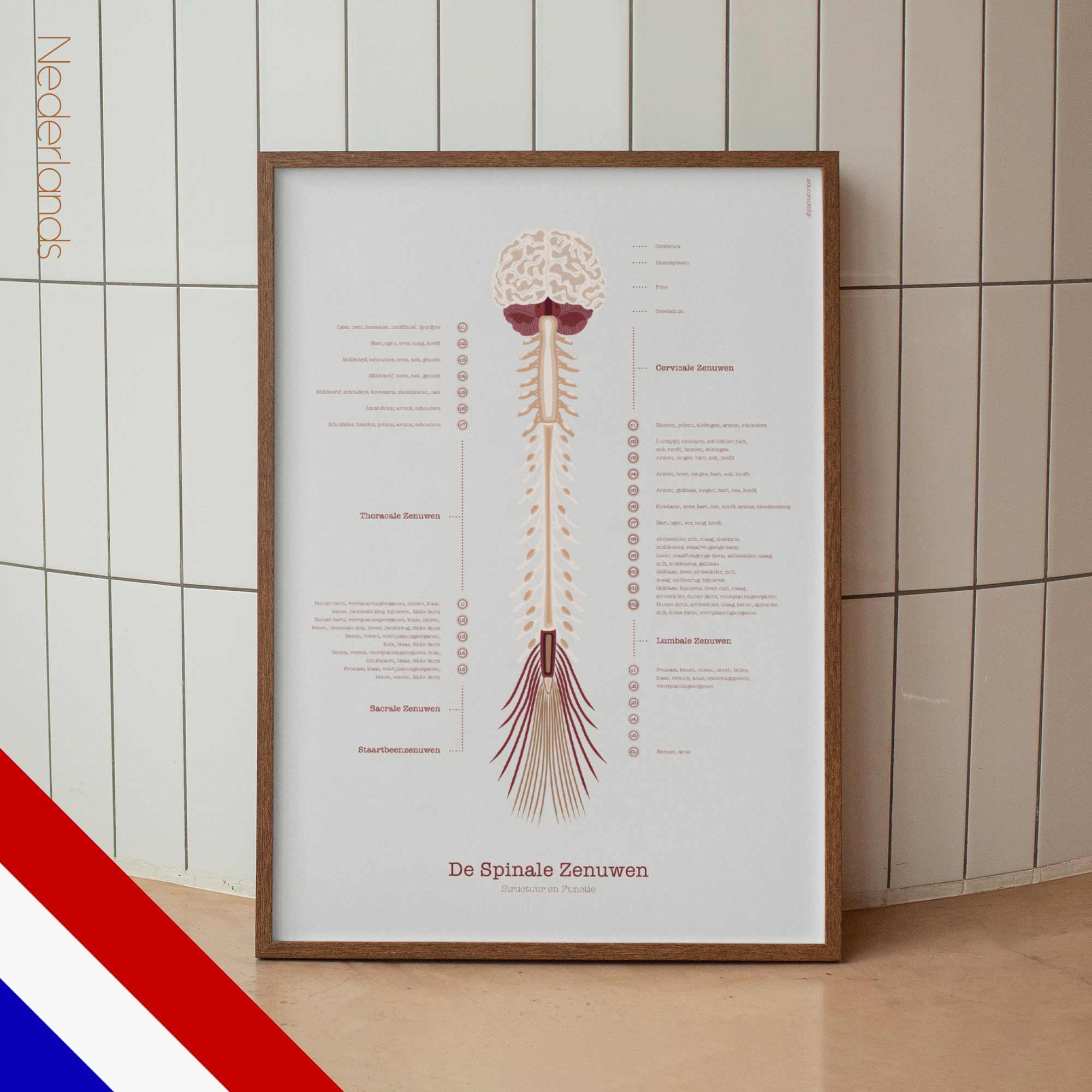 The Spinal Nerves Chart