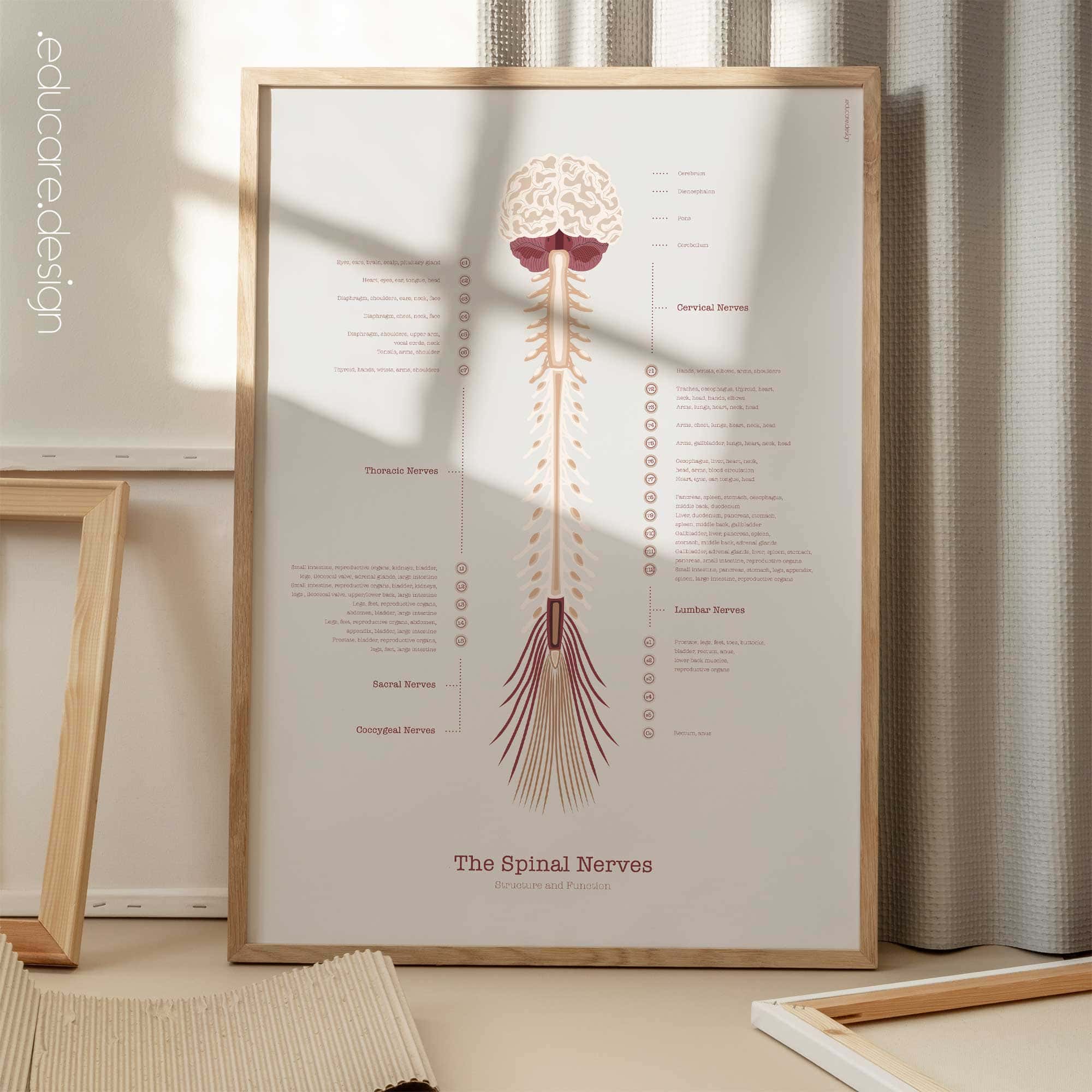 The Spinal Nerves Chart