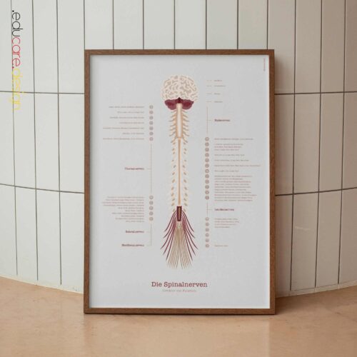 Kopfschmerztypen Anatomie-Chart für Praxen und Kliniken Kopfschmerztypen Anatomie-Chart für Praxen und Kliniken