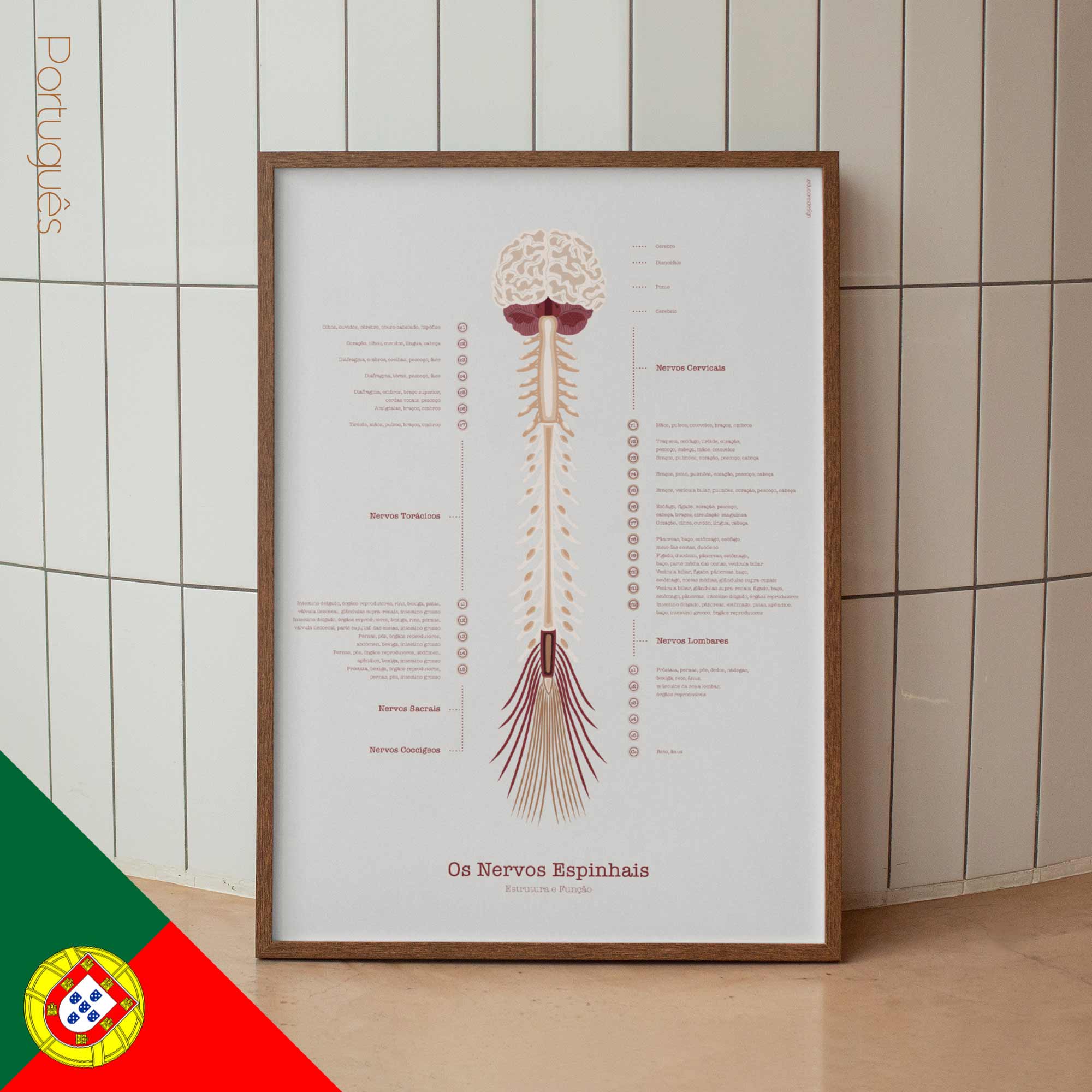 The Spinal Nerves Chart