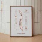 La Columna Vertebral