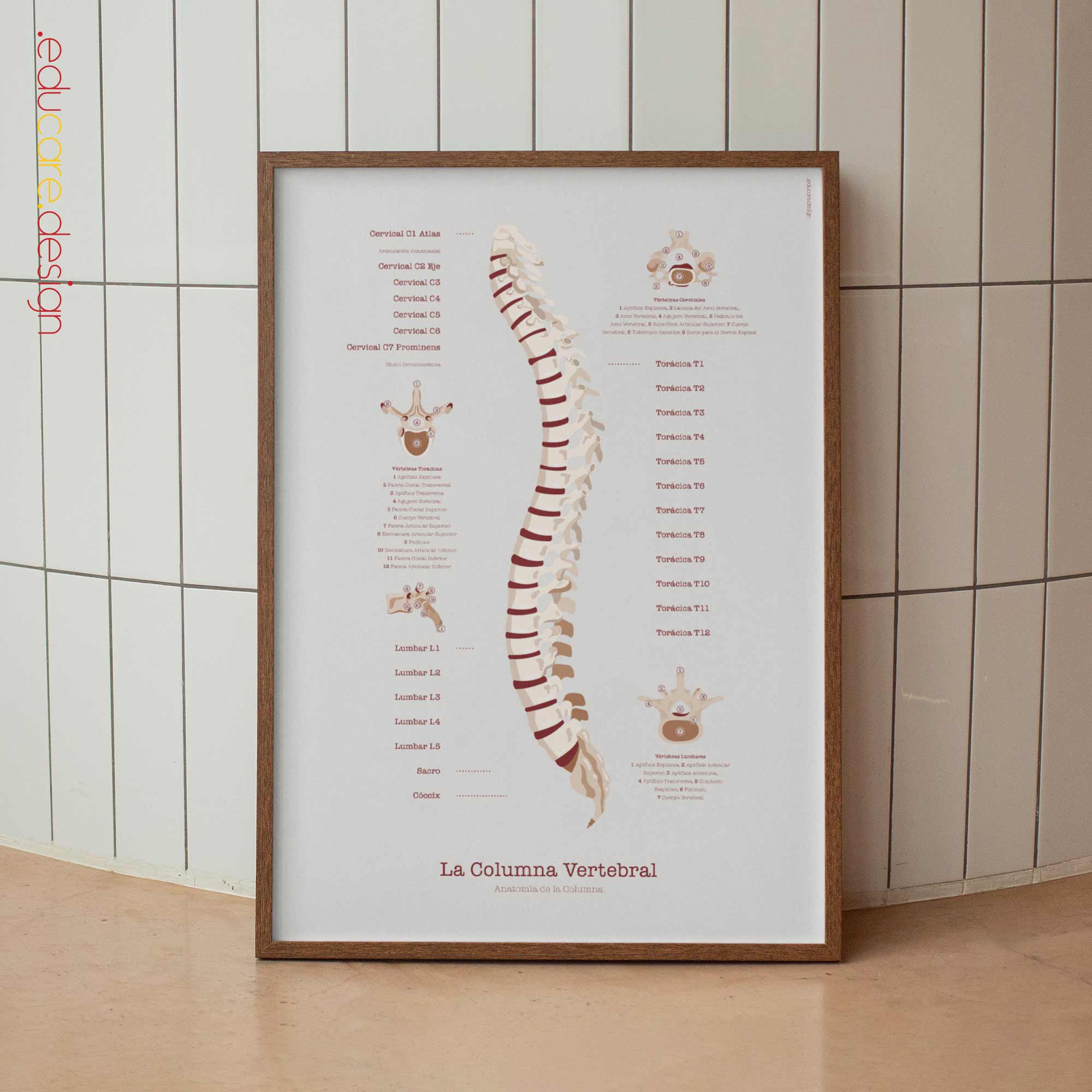 La Columna Vertebral