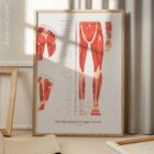 The Myofascial Trigger Points Set anatomy chart for clinics