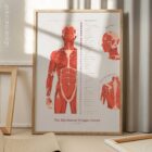 The Myofascial Trigger Points Set anatomy chart for clinics