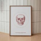 The Anterior Cranial Bones Vintage Artwork