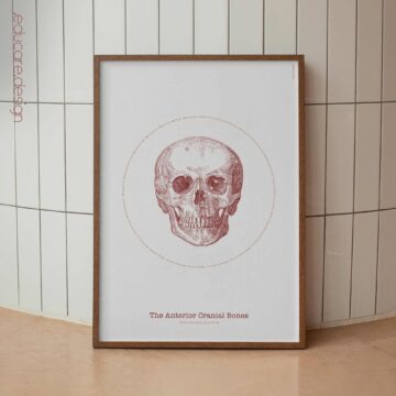 The Anterior Cranial Bones Vintage Artwork