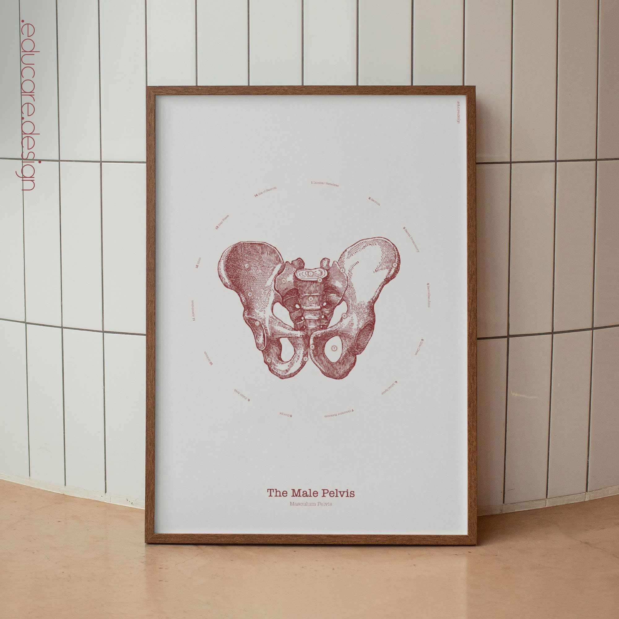 The Male Pelvis Vintage Artwork