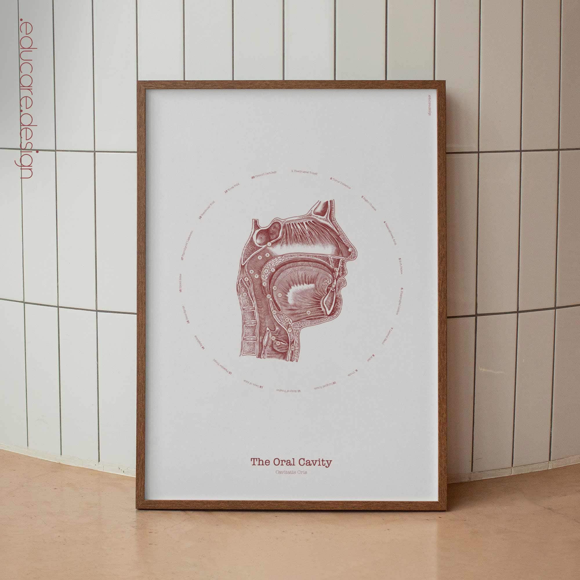 The Oral Cavity anatomy chart for clinics