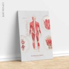 The Muscular System Chart