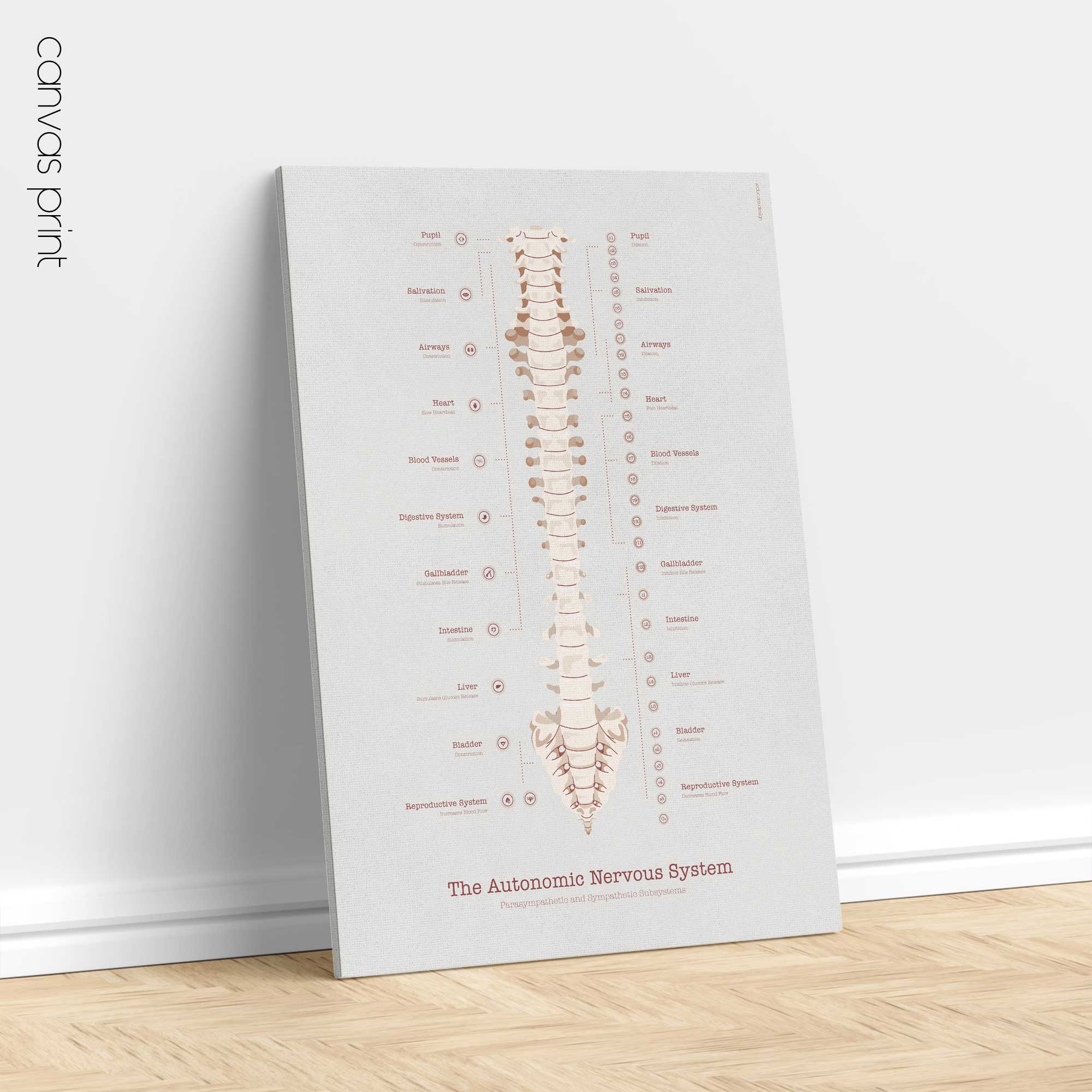 The Autonomic Nervous System