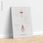 The Spinal Nerves — Anatomy Chart