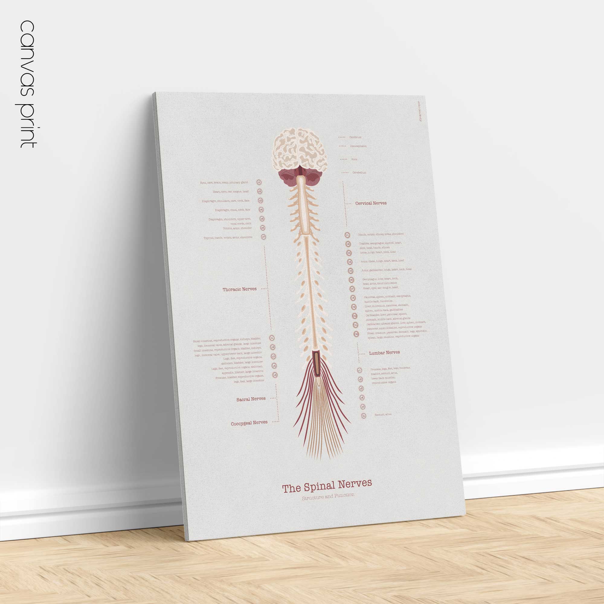 The Spinal Nerves — Anatomy Chart