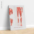 The Myofascial Trigger Points Set anatomy chart for clinics