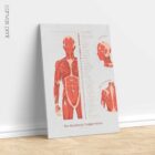 The Myofascial Trigger Points Set anatomy chart for clinics