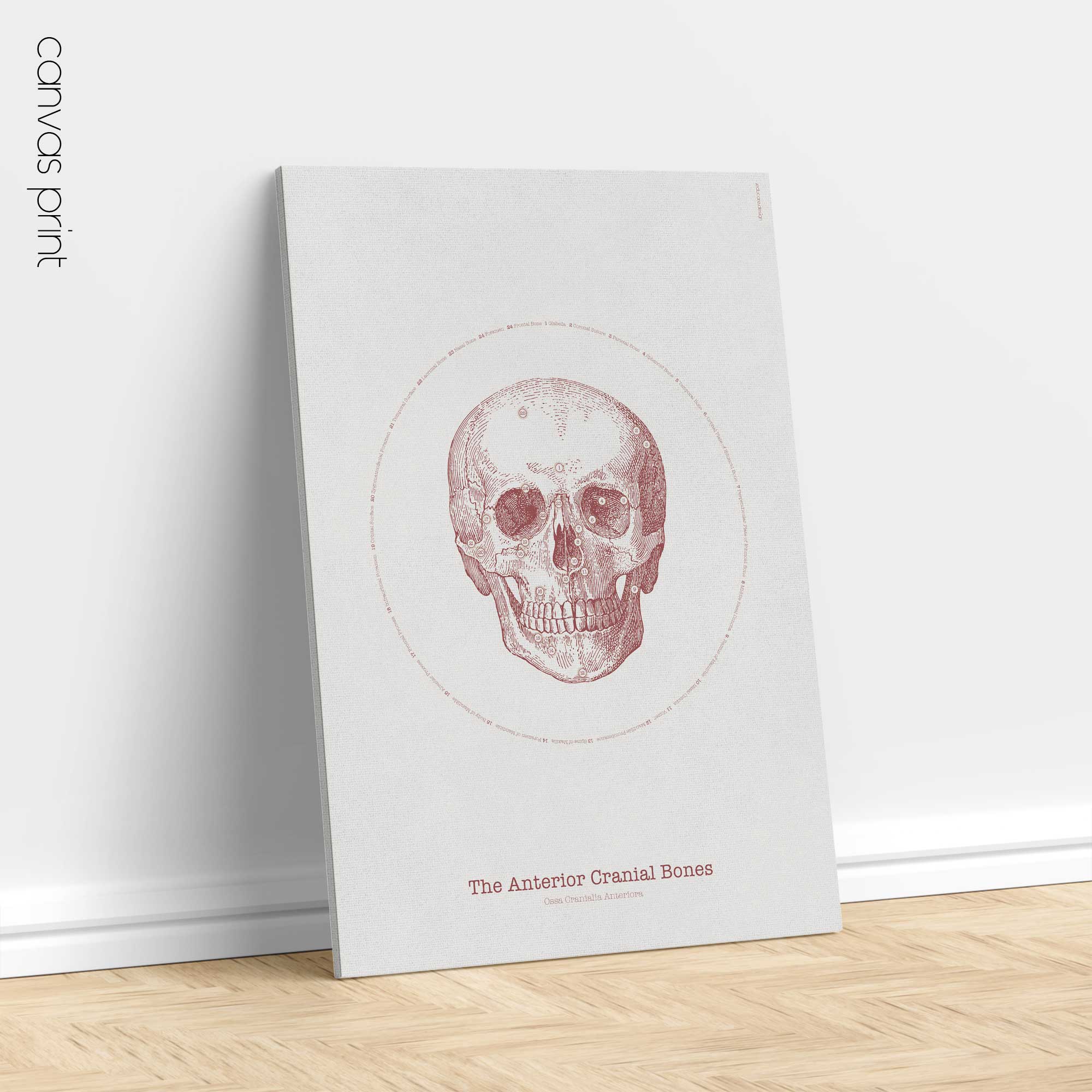 The Anterior Cranial Bones Vintage Artwork