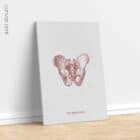 The Male Pelvis Vintage Artwork