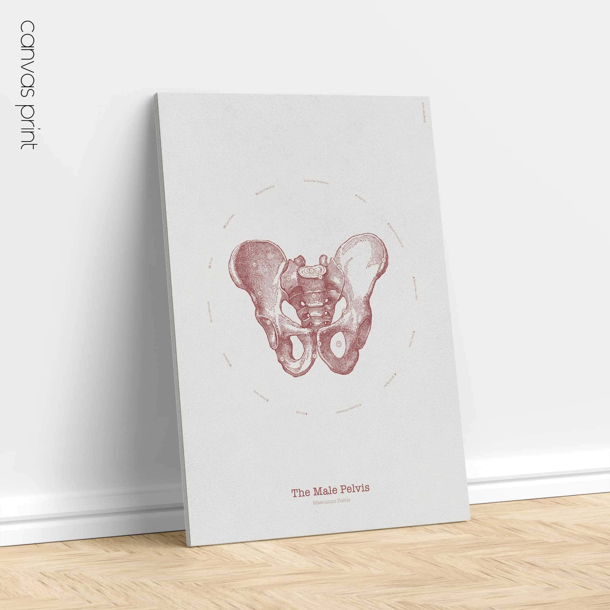 The Male Pelvis Vintage Artwork