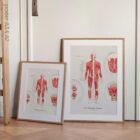 The Muscular System Chart