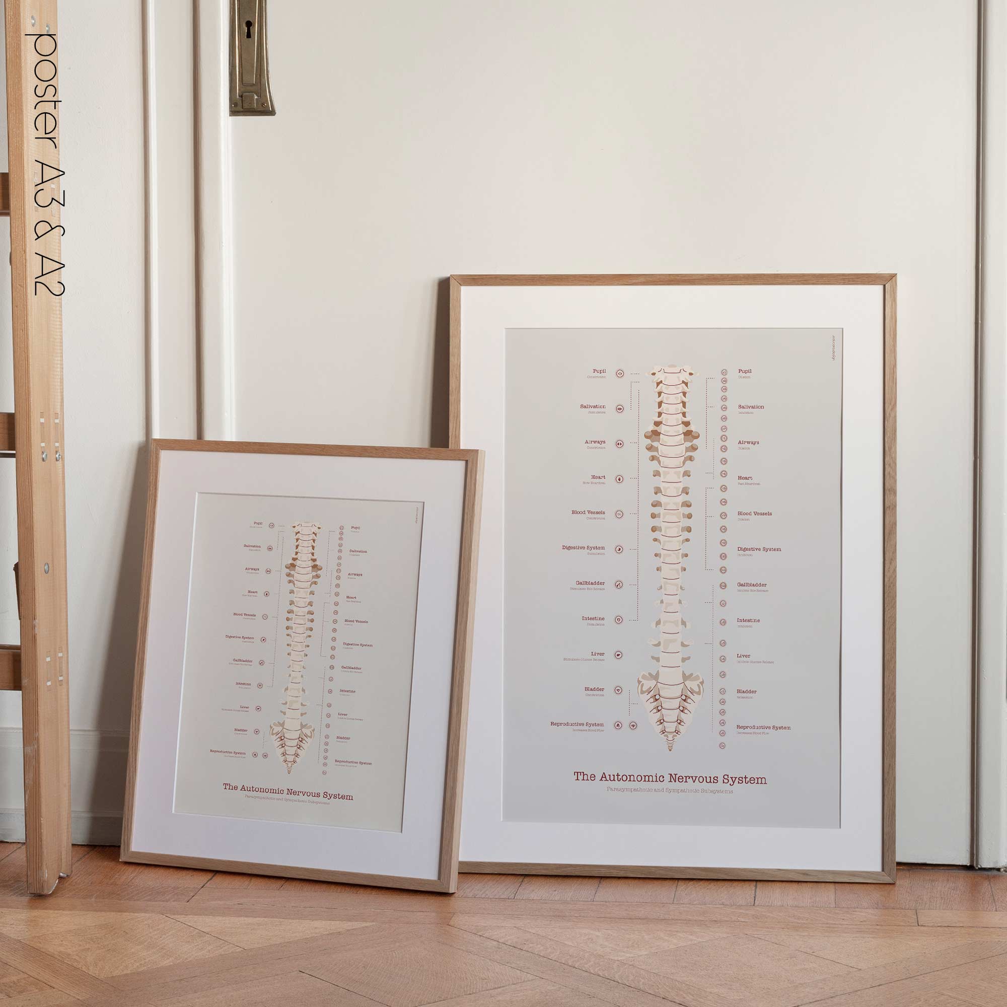 The Autonomic Nervous System