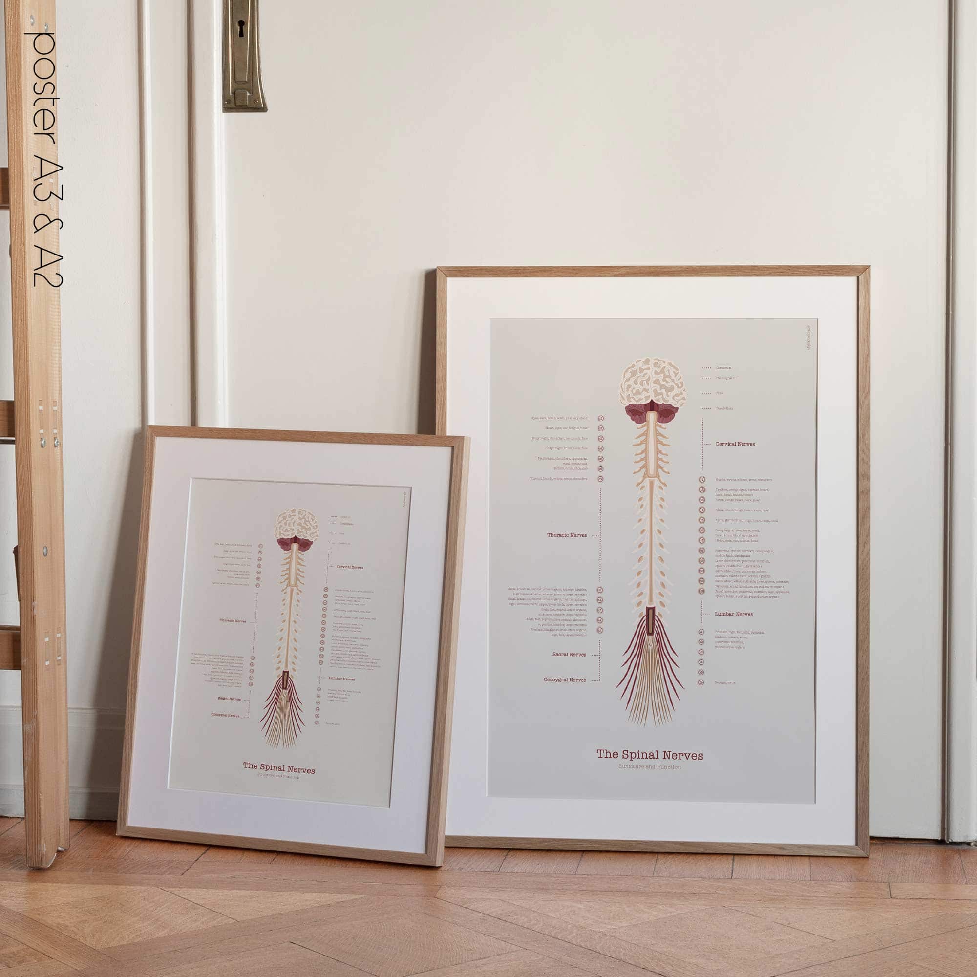The Spinal Nerves Chart