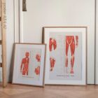 The Myofascial Trigger Points Set anatomy chart for clinics