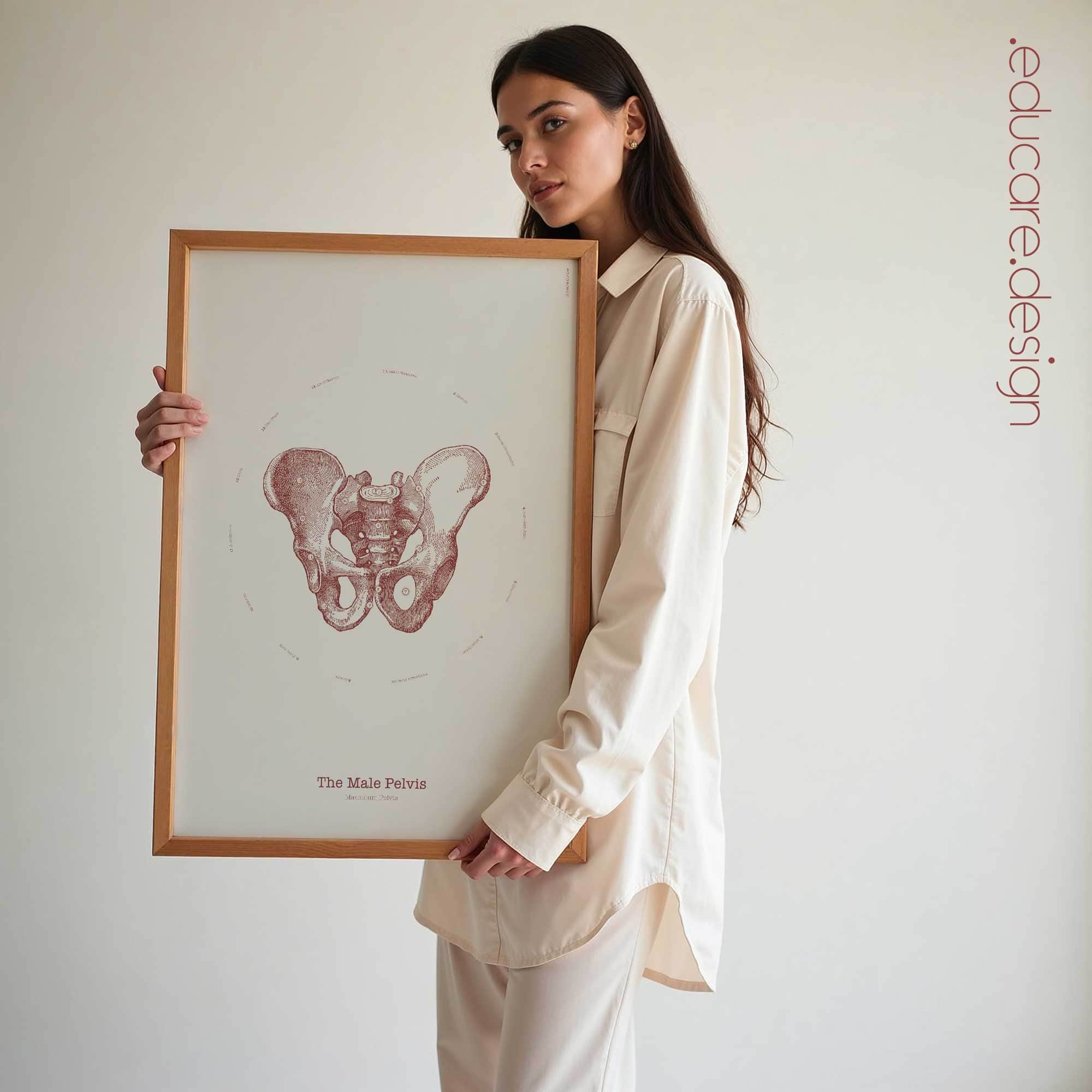 The Male Pelvis Vintage Artwork