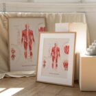 The Muscular System Chart