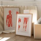 The Myofascial Trigger Points Set anatomy chart for clinics