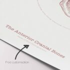 The Anterior Cranial Bones Vintage Artwork