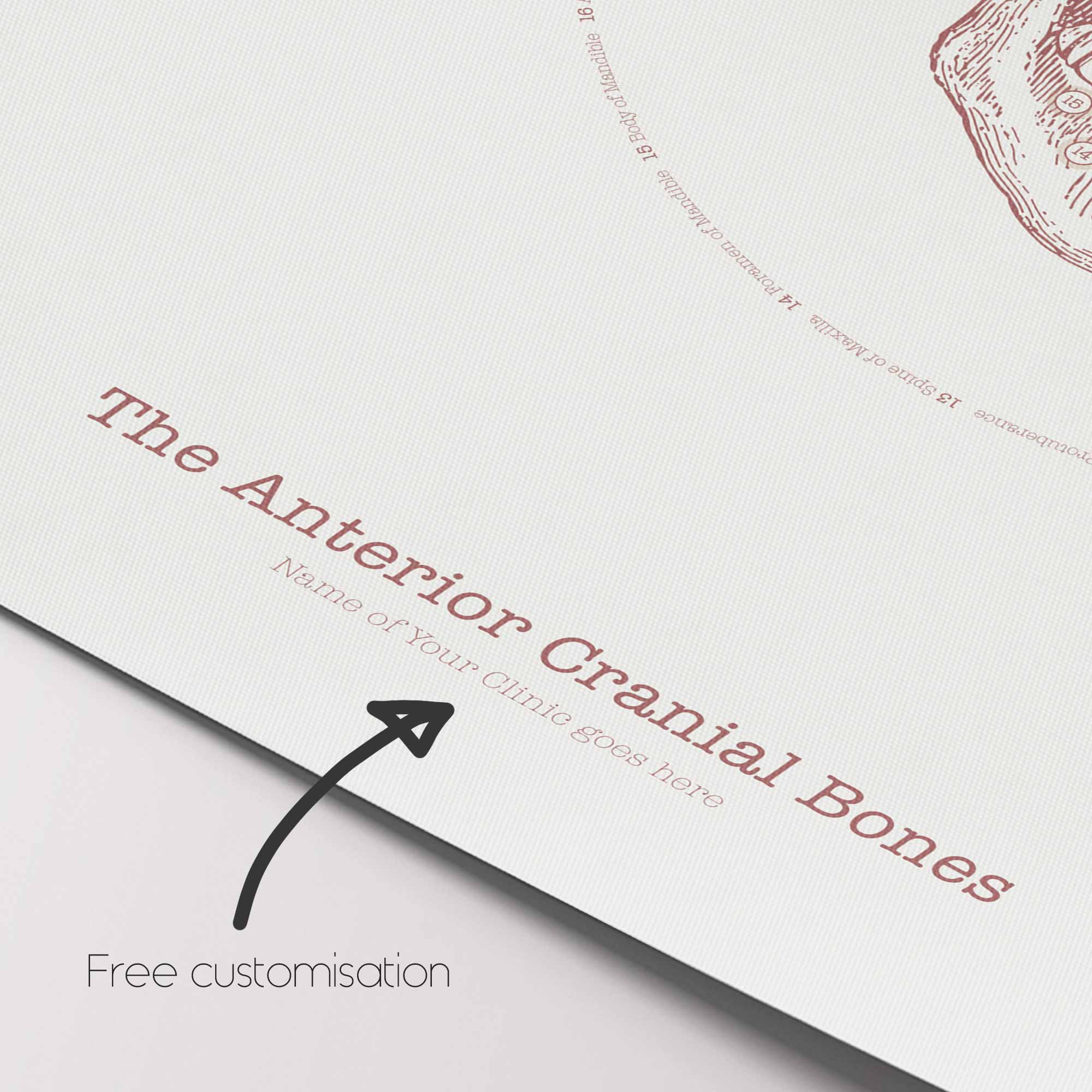 The Anterior Cranial Bones Vintage Artwork