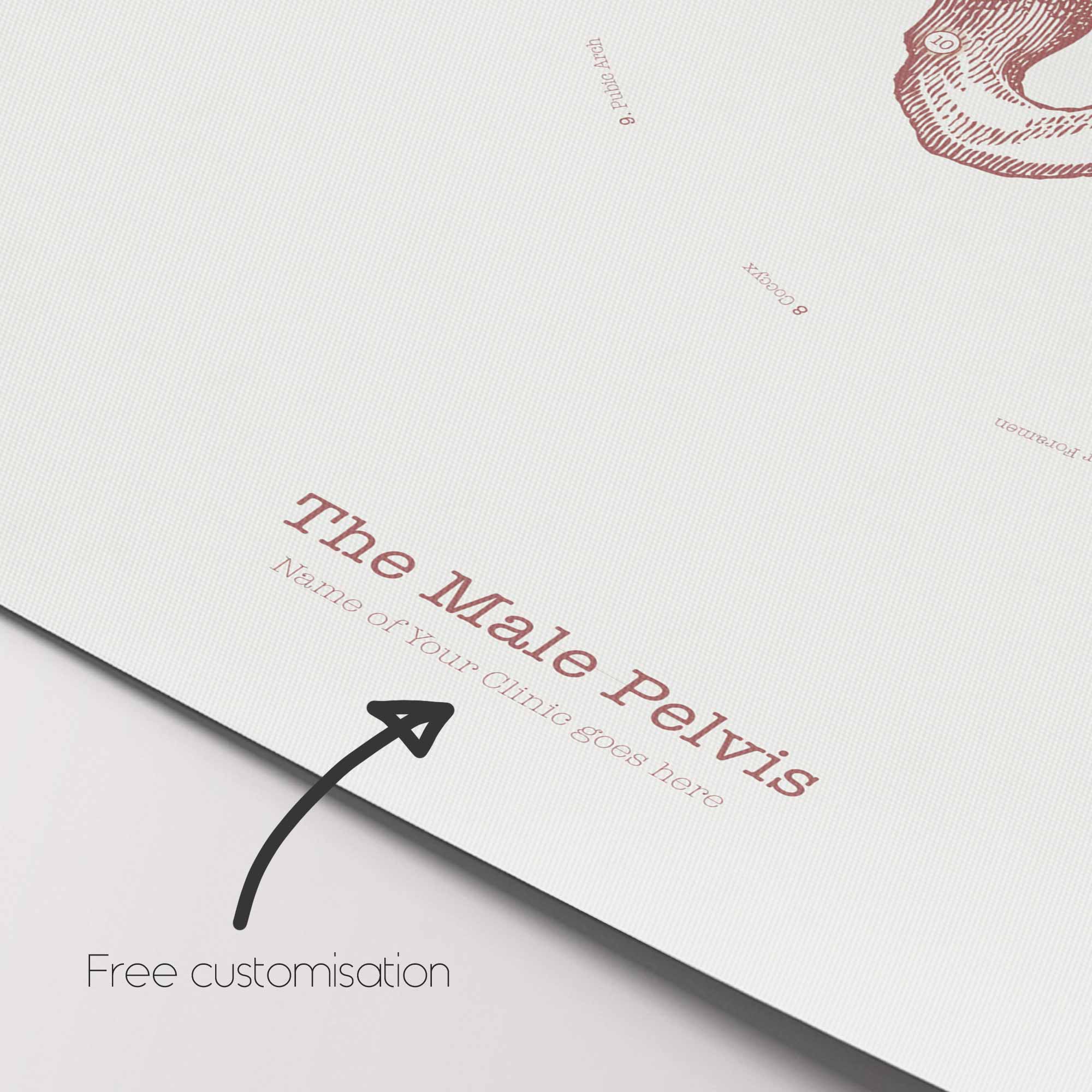 The Male Pelvis Vintage Artwork