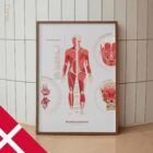 The Muscular System Chart