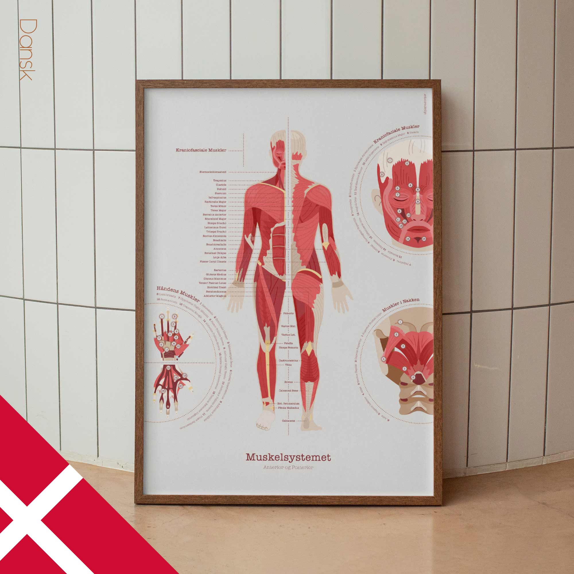 The Muscular System Chart