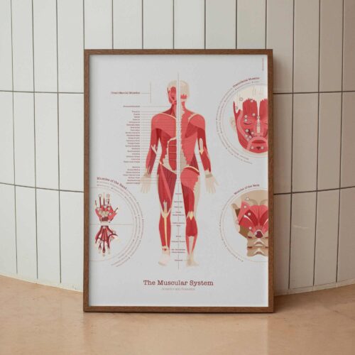 The Muscular System Chart