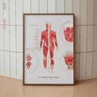 Le Système Musculaire