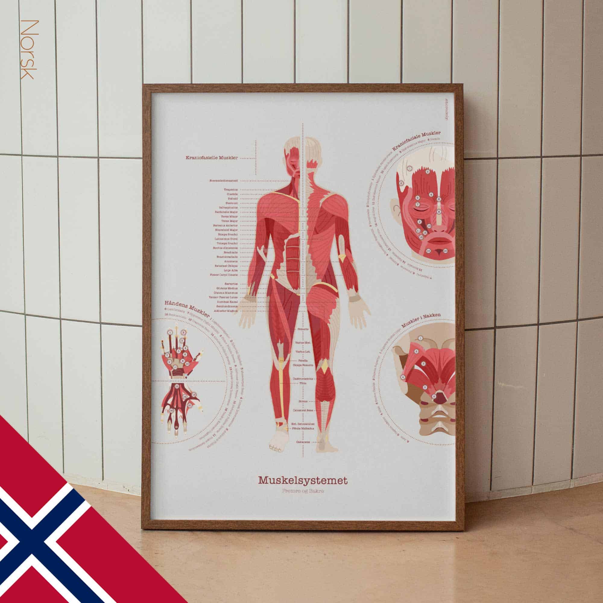 The Muscular System Chart