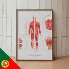 The Muscular System Chart