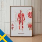 The Muscular System Chart