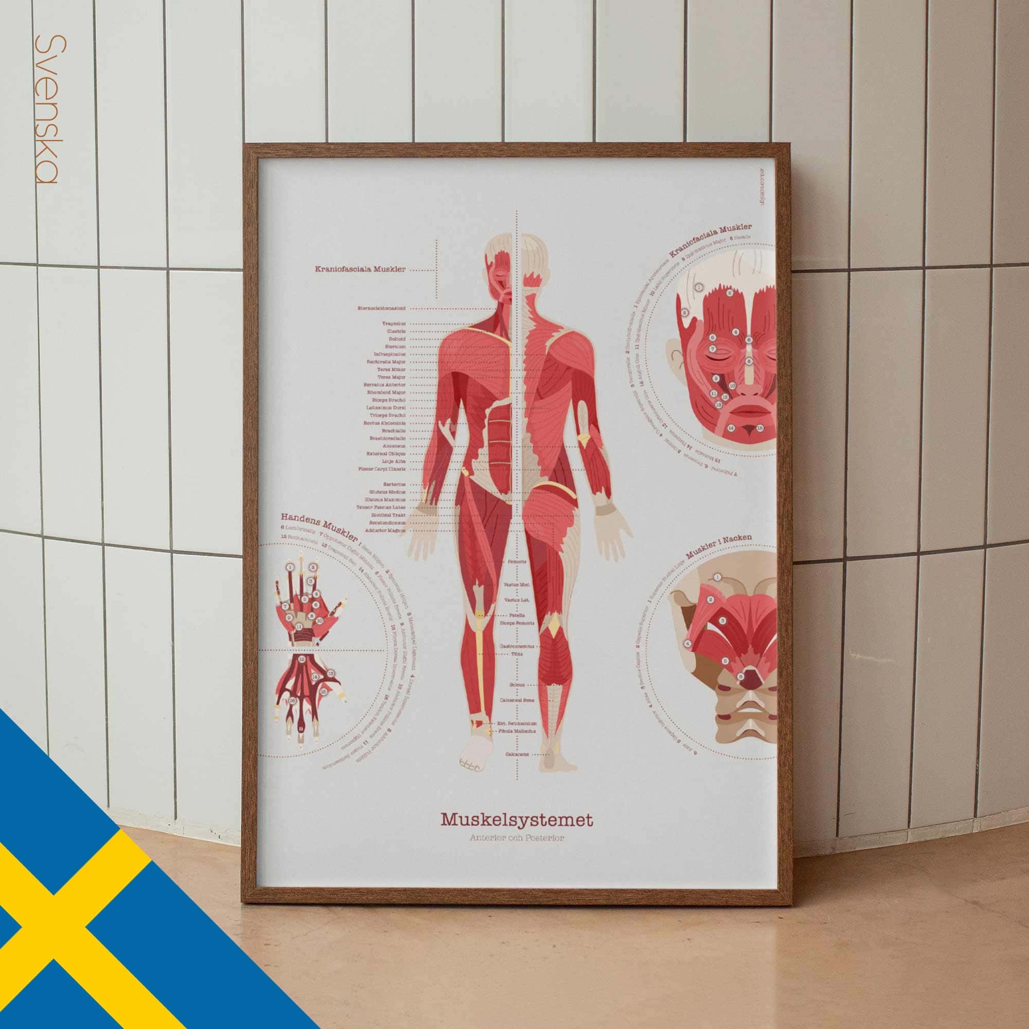 The Muscular System Chart