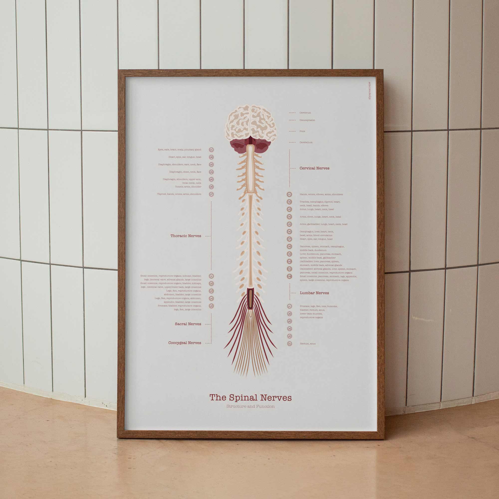 The Spinal Nerves Chart